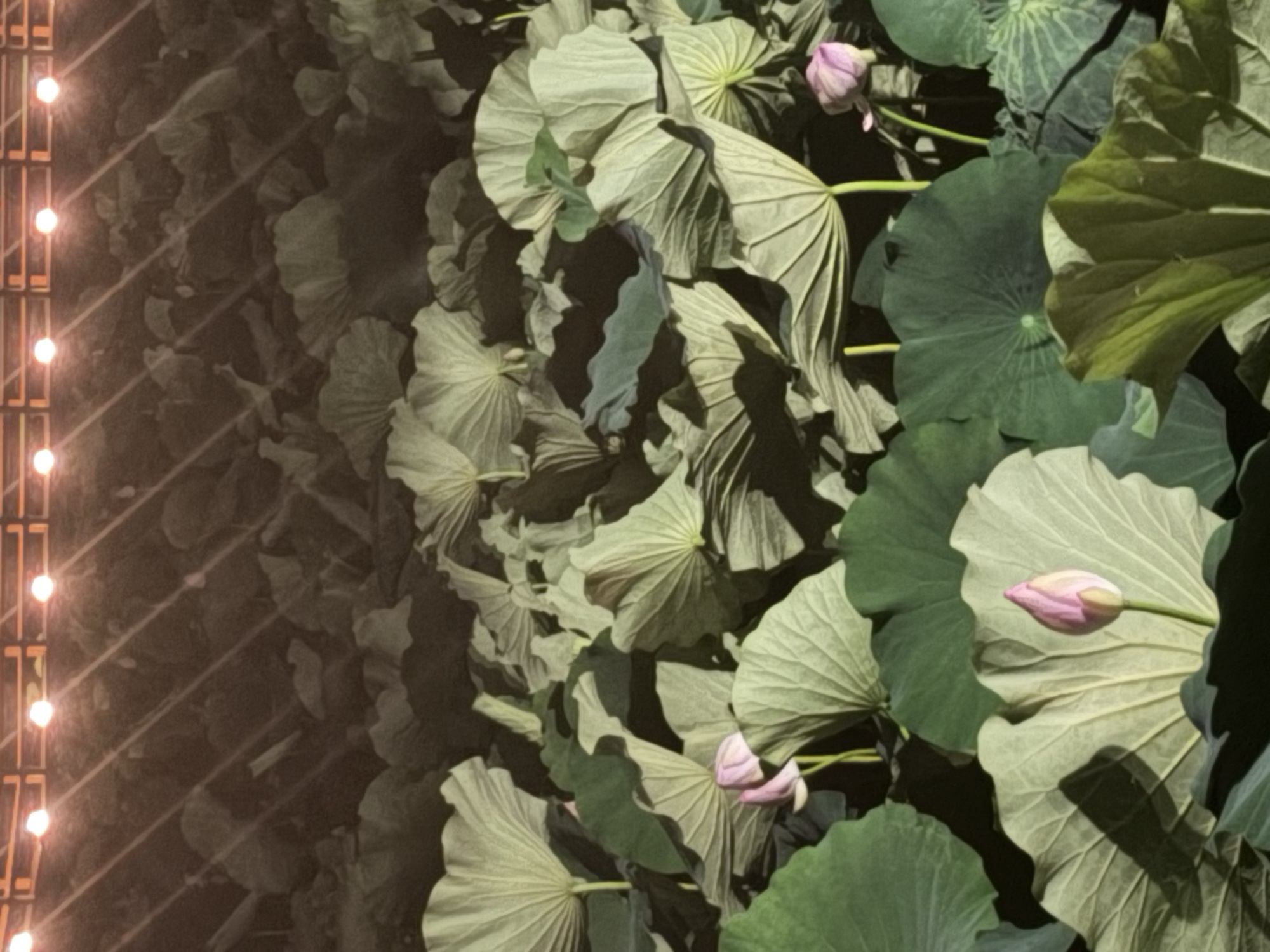 Lotus pond at night